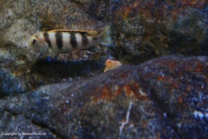 Labidochromis sp. 'perlmutt'